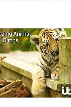 动物出生的奇妙过程第一季