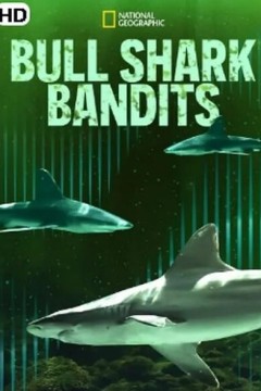 强盗鲨