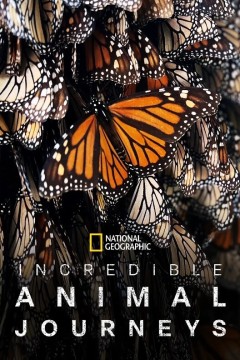 不可思议的动物之旅