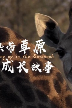 热带草原成长故事