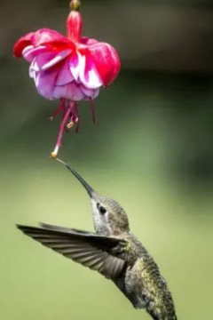 蜂鸟-珍贵的使者