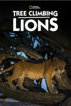 树上有狮子第一季