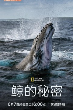 鲸鱼的秘密