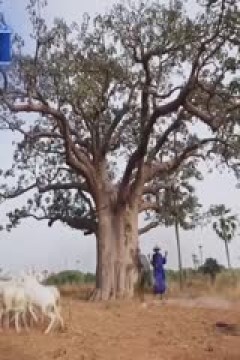 NBA常规赛 森林狼VS爵士 20250301